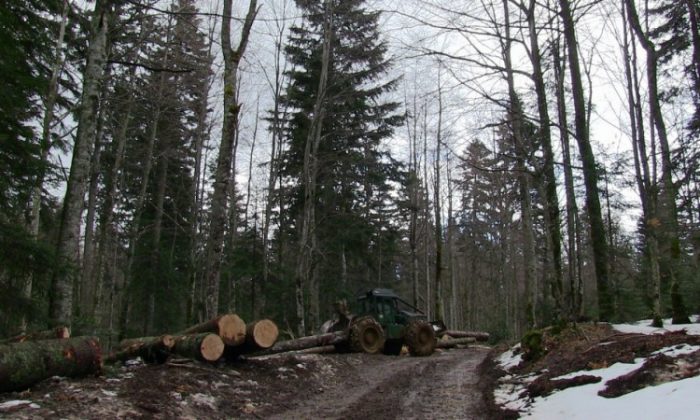 Sindikat šumarstva uputio apel poslodavcima za zaštitu radnika koji rade na otvorenom 1 usk sume