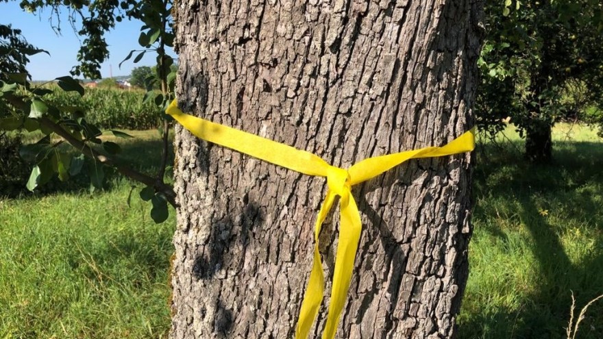 Žuta vrpca oko voćaka kao znak - slobodno uberite plodove 1 zutavrpca